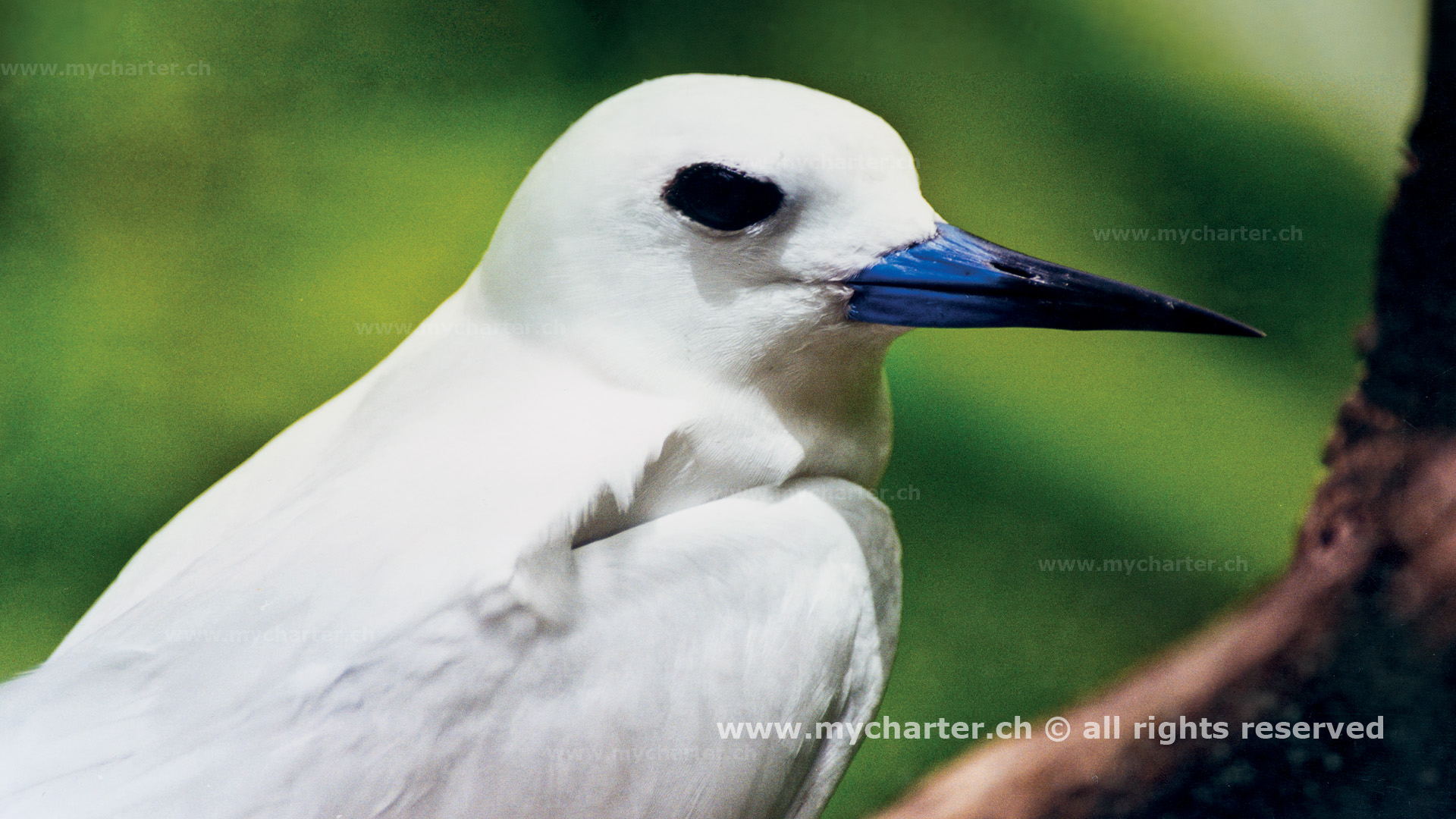 Seychellen - Tropical Bird