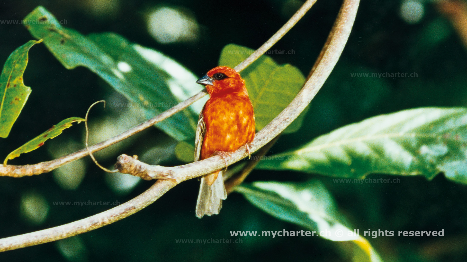 Seychelles - Tropical Bird